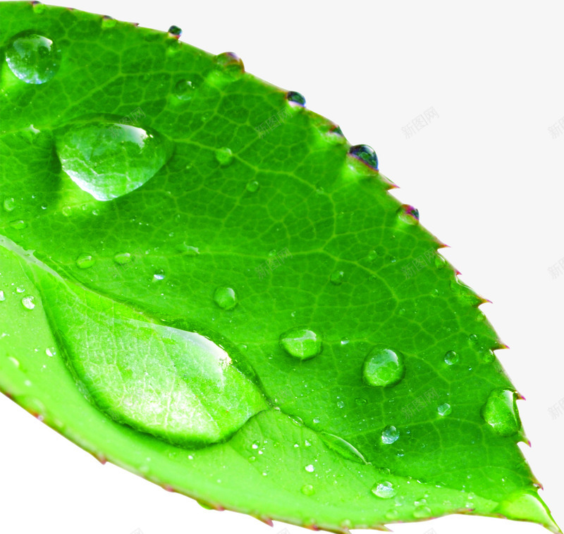 摄影绿色的树叶造型露珠png免抠素材_新图网 https://ixintu.com 摄影 树叶 绿色 造型 露珠