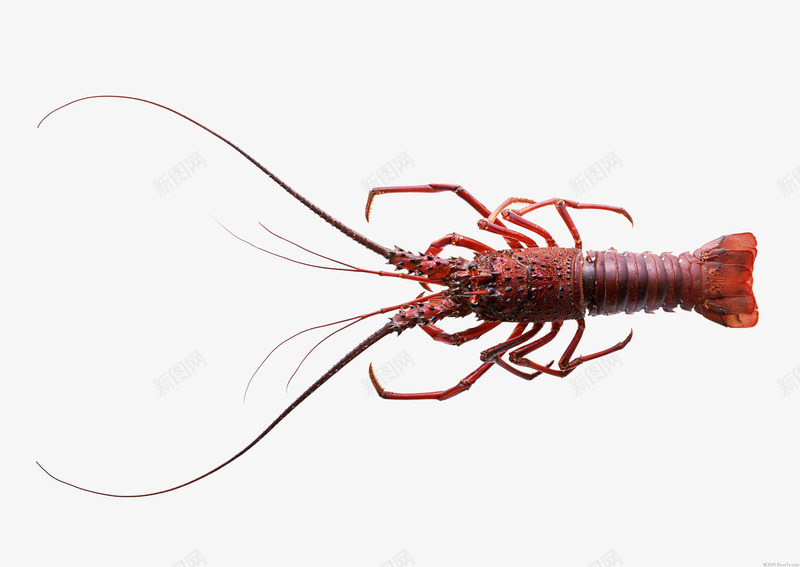 一只龙虾png免抠素材_新图网 https://ixintu.com 动物 海产品 美食 餐饮 龙虾
