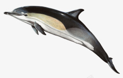 娴锋磱锷墿海洋生物海豚高清图片
