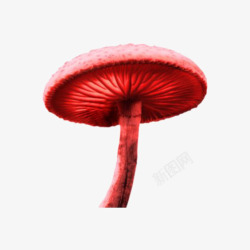 红蘑菇素材