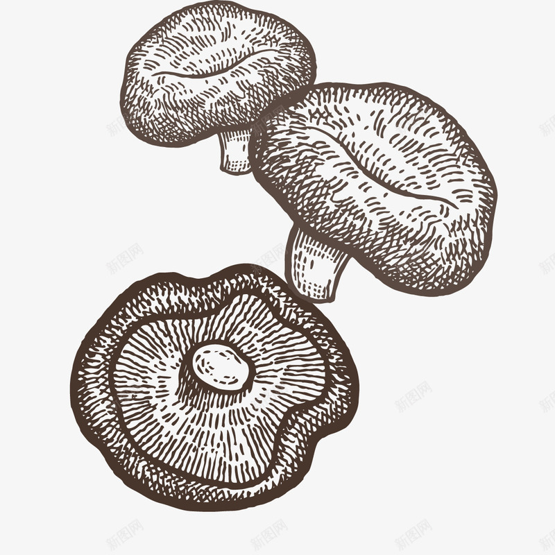 三个线描蘑菇png免抠素材_新图网 https://ixintu.com png图形 菌类 蘑菇 装饰 食物