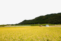 麦子地收麦子场景素材