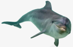 海豚飞跃动物素材
