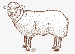 线描绵羊手绘写实线描绵羊高清图片