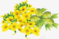 卡通手绘黄色的芥花与橄榄果素材