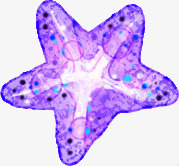 创意手绘水彩紫色的海星png免抠素材_新图网 https://ixintu.com 创意 水彩 海星 紫色