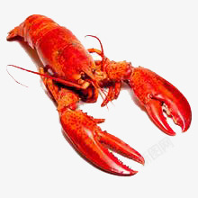 龙虾虾红色素材