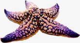 紫色海洋海星生物素材