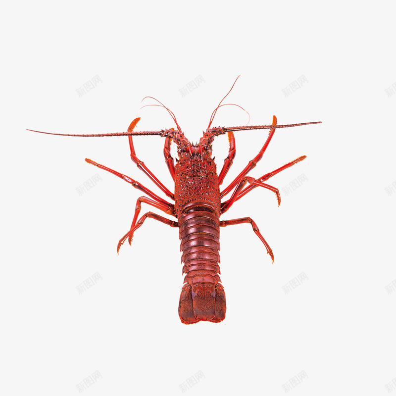 红色小龙虾造型png免抠素材_新图网 https://ixintu.com 卡通 小龙虾 红色 造型