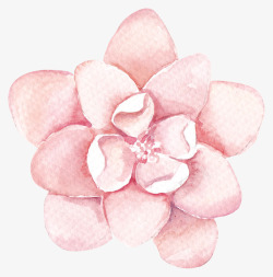 花卉图案花卉画粉色花朵素材