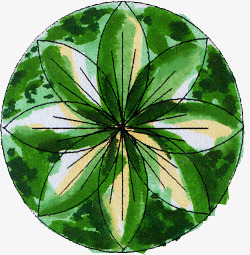 手绘绿色树叶造型平面素材