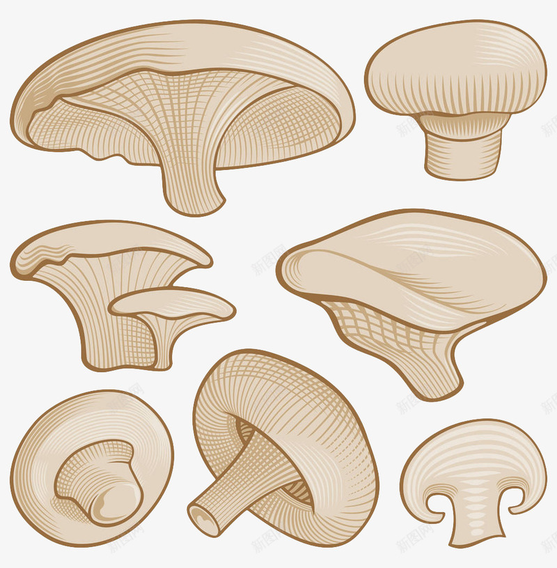 简约手绘蘑菇合集png免抠素材_新图网 https://ixintu.com 白色手绘 简约 素食食材 菌类 菌菇手绘 蘑菇 食材