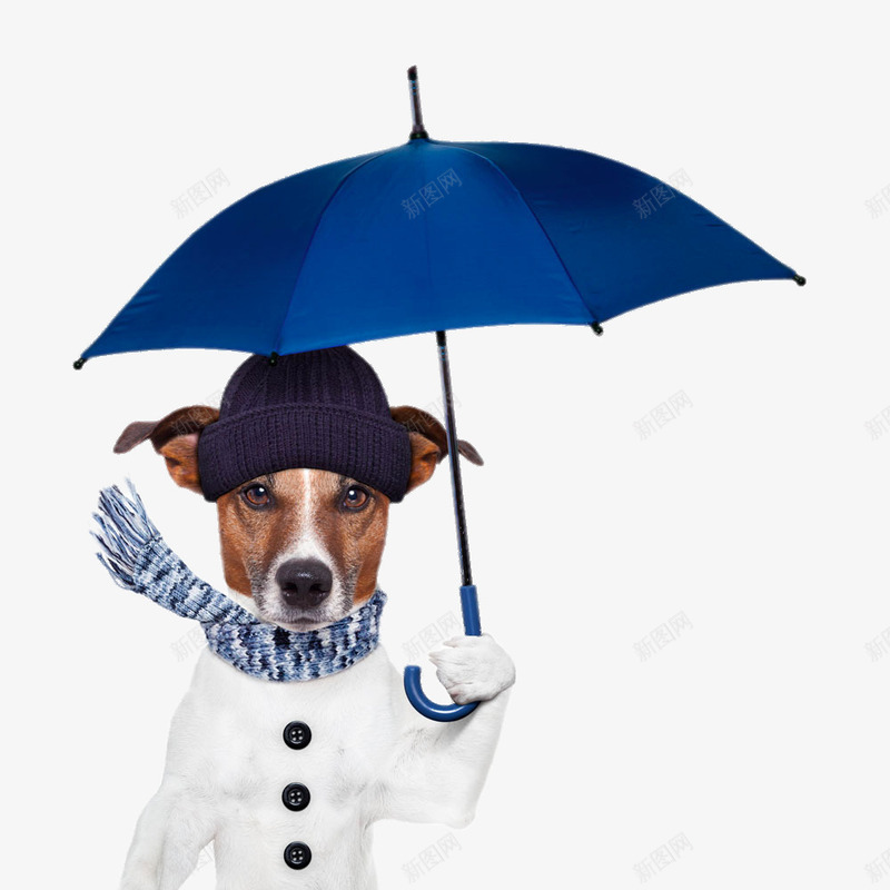打着蓝色雨伞的狗狗png免抠素材_新图网 https://ixintu.com png图片 免费png元素 创意 绅士 装饰 雨伞 高清免费png