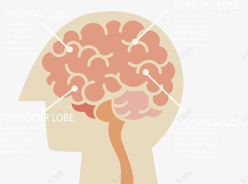 人类大脑思维分类png免抠素材_新图网 https://ixintu.com 人类大脑 分类 大脑图表 思维图表 矢量素材