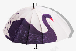 黑天鹅雨伞太阳伞素材