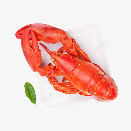 澳龙png免抠素材_新图网 https://ixintu.com 新鲜 澳龙 美味 美味食品 龙虾