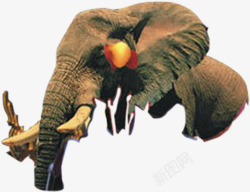 大象地产雄性素材