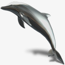 海豚动物暗玻璃素材