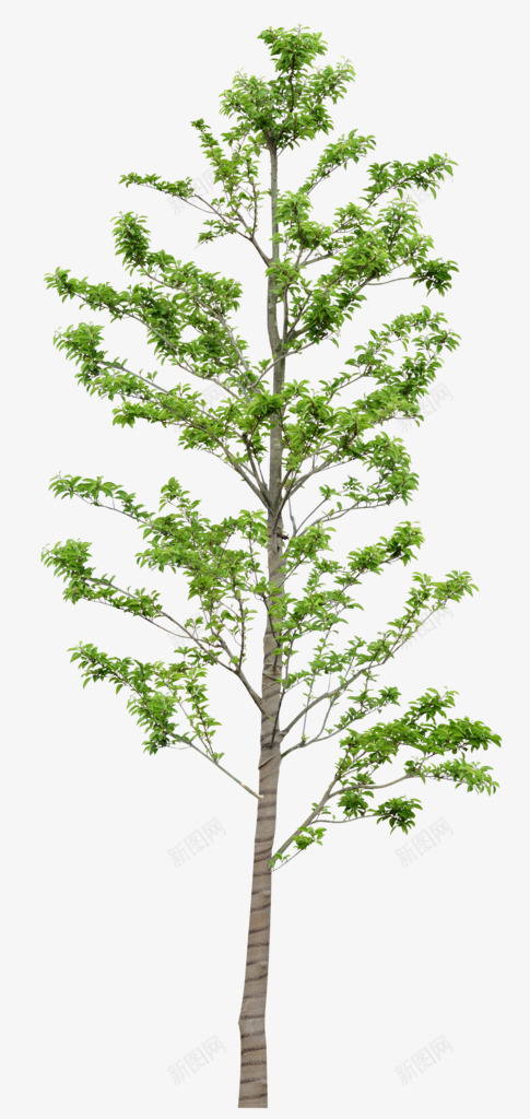 园林树木造型效果png免抠素材_新图网 https://ixintu.com 园林 效果 树木 设计 造型