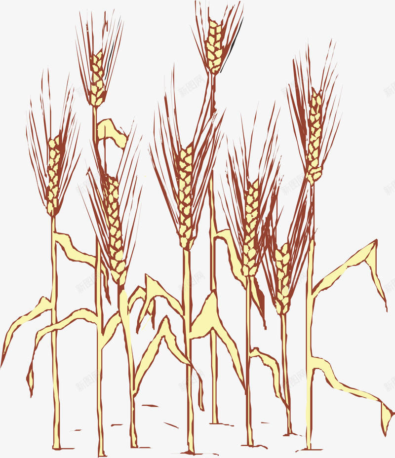 秋季植物麦穗矢量图ai免抠素材_新图网 https://ixintu.com 植物 矢量植物 矢量素材 秋季 麦穗矢量 矢量图