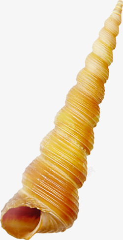 螺旋海螺黄色可爱螺旋造型海螺高清图片