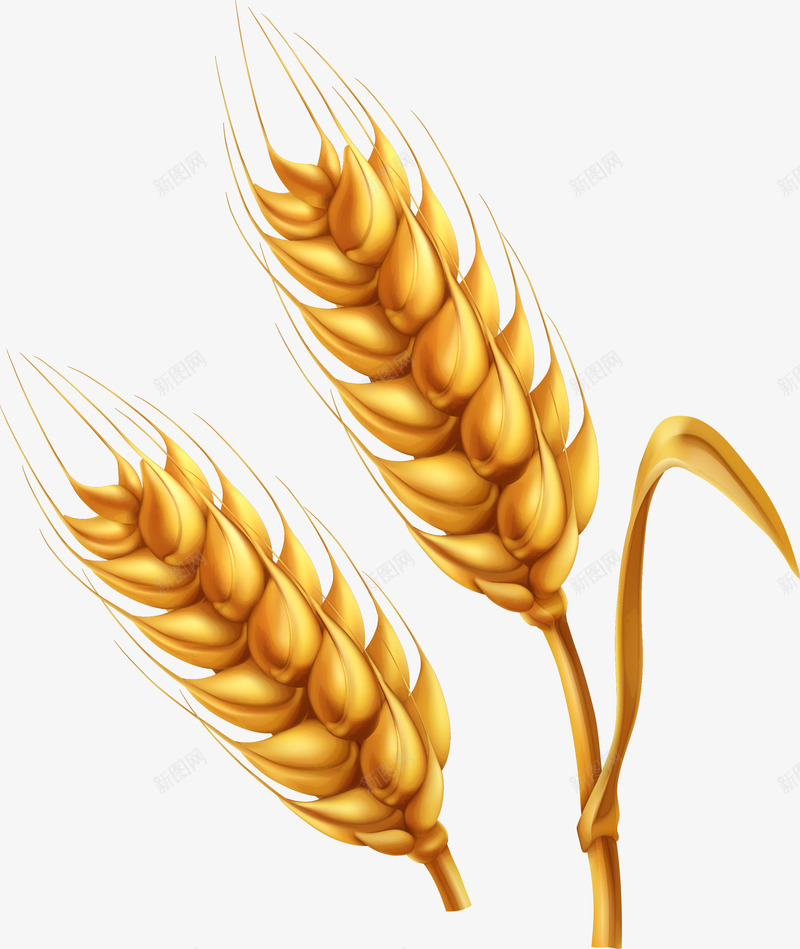 卡通手绘金色的小麦png免抠素材_新图网 https://ixintu.com 创意 动漫动画 卡通手绘 简约 粮食 金色的小麦