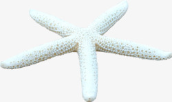 长海白色细长海星高清图片
