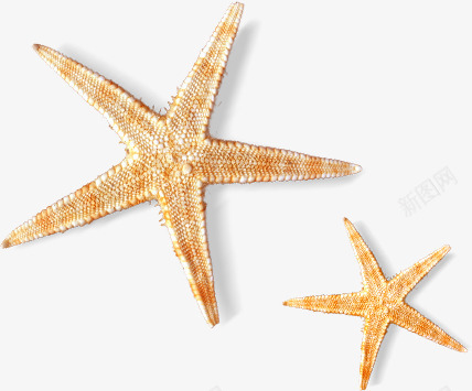 摄影夏天海边的海星png免抠素材_新图网 https://ixintu.com 夏天 摄影 海星 海边