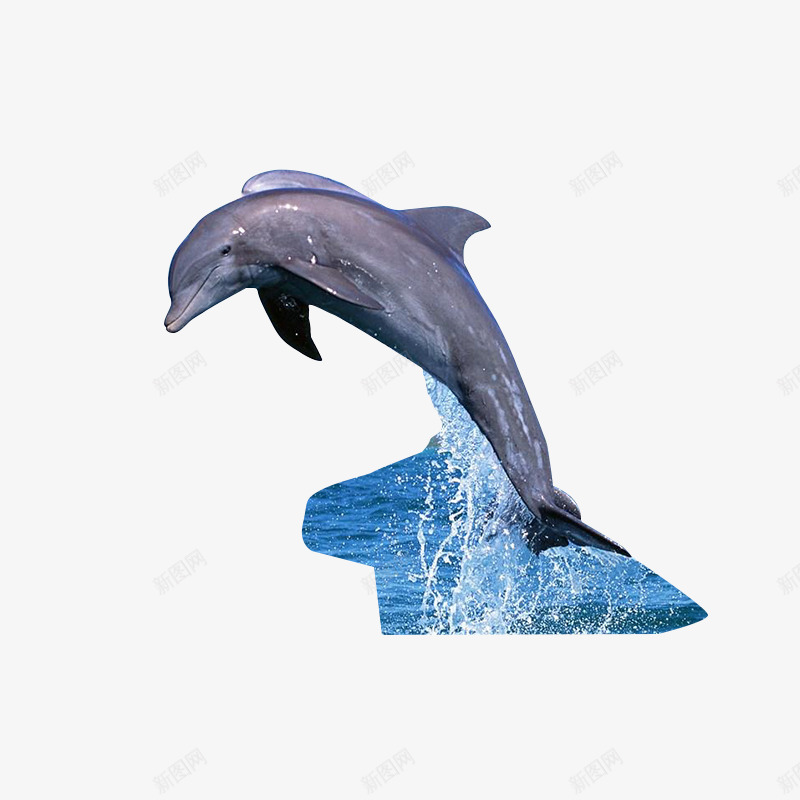 跃出水面的海豚png免抠素材_新图网 https://ixintu.com 水面 海豚