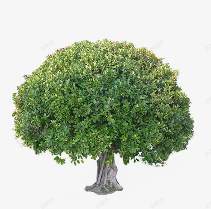造型树png免抠素材_新图网 https://ixintu.com 园艺 树叶 植物 茂密