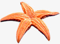 海星五角橙色素材