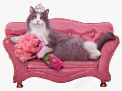 沙发上的猫咪公主素材