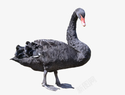 黑色天鹅动物效果造型素材