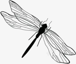 扁平手绘造型合成黑色的蜻蜓素材