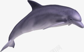 紫色海豚跳跃png免抠素材_新图网 https://ixintu.com 海豚 素材 紫色 跳跃