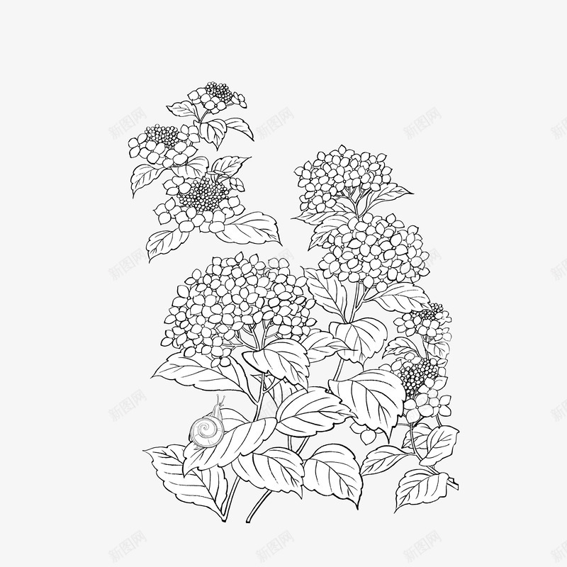 线描植物矢量图ai免抠素材_新图网 https://ixintu.com 植物矢量 植物素材 矢量植物 矢量花朵 线描 线描手绘 矢量图