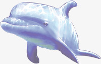 海豚鱼蓝色素材