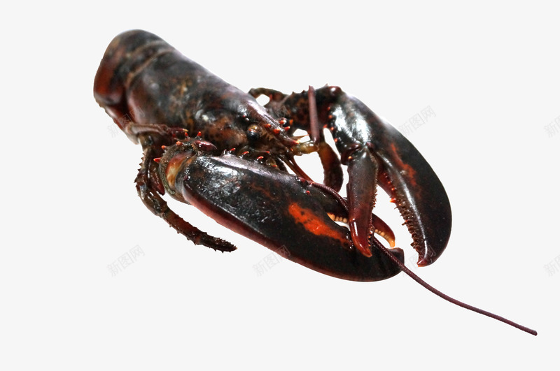 龙虾的爪子png免抠素材_新图网 https://ixintu.com PNG素材 海产品 食物 龙虾