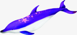 紫色摄影海豚效果素材