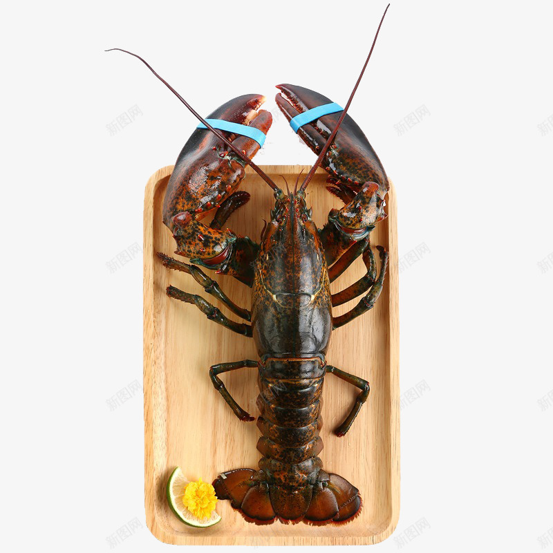 新鲜的龙虾png免抠素材_新图网 https://ixintu.com PNG素材 产品实物 新鲜 美味 食物 龙虾