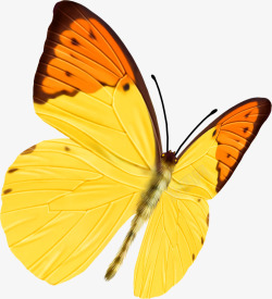 创意合成飞舞的黄色蝴蝶造型素材
