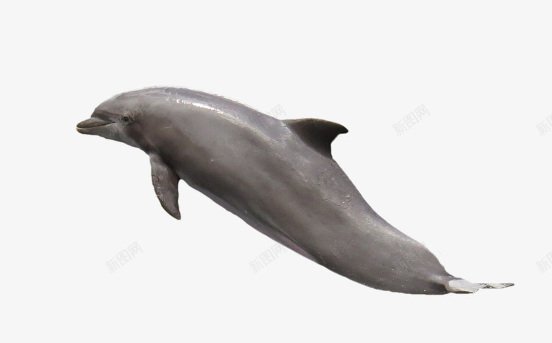 向上跳跃的海豚png免抠素材_新图网 https://ixintu.com 动物 可爱动物 可爱海豚 海豚 海豚实物 跳跃的海豚