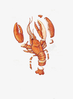 缇庢湳鎻掑浘小龙虾高清图片