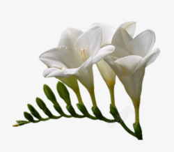 白色百合花素材