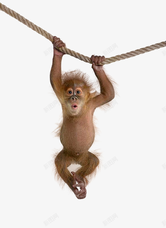 挂在绳子上的猕猴png免抠素材_新图网 https://ixintu.com 猕猴 猴子 绳子 麻绳