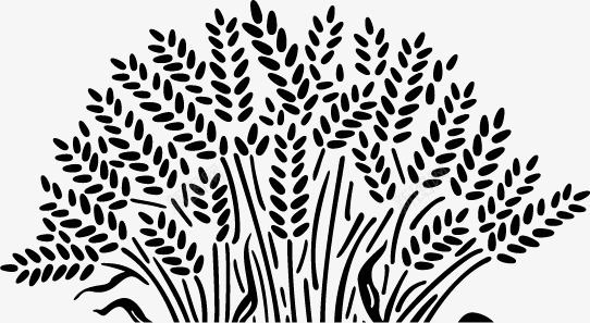 小麦剪影png免抠素材_新图网 https://ixintu.com 剪影 卡通小麦 小麦 插画 麦子 麦穗 黑色