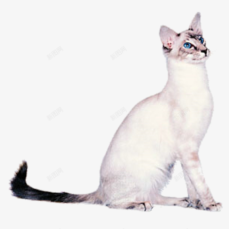 白色猫咪png免抠素材_新图网 https://ixintu.com 动物 可爱 宠物 猫 猫咪