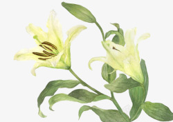 绿色百合花素材