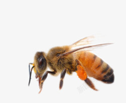 昆虫背部特写黄色蜜蜂昆虫特写高清图片