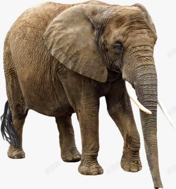 实物非洲大象png免抠素材_新图网 https://ixintu.com 产品动物实拍 大象 热带动物 非洲动物